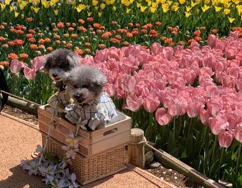 View of dog against pink flowering plants