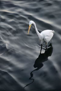 View of bird in lake