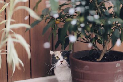 Close-up portrait of cat