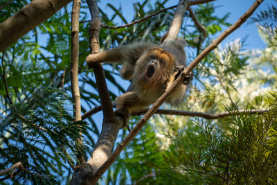 Low angle view of monkey hanging on tree in forest