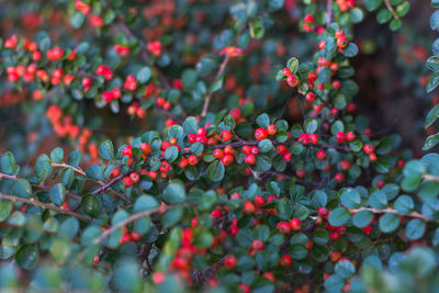 Close-up of berries growing on tree