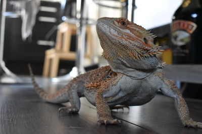 Close-up of a lizard on floor