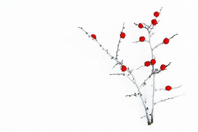 Close-up of red berries on branch against clear sky