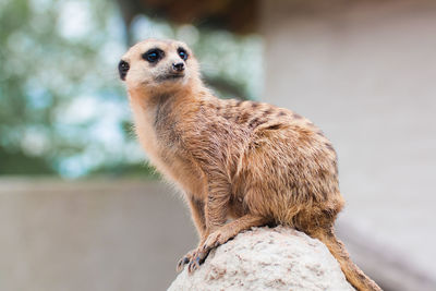 Close-up of a meerkat on a zoo