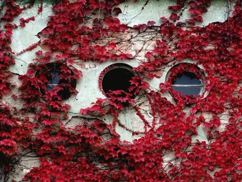 Full frame shot of red wall