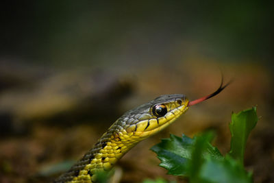 Close-up of lizard