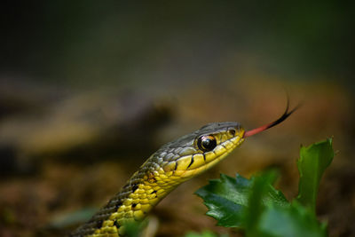 Close-up of snake 