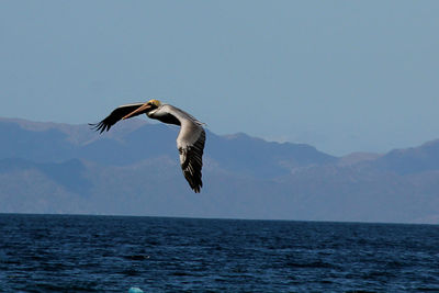 Bird flying over sea against clear sky