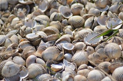 Full frame shot of shells