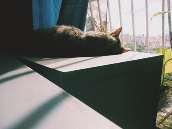 Close-up of cat sleeping on table by window at home