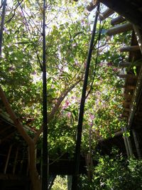 Low angle view of flowering tree