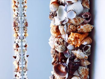 Close-up of shells