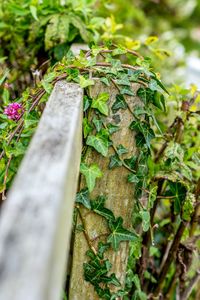 Close-up of fresh green plant