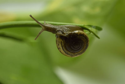 Close-up of snail on leaf