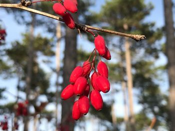 Close-up of red berries on tree