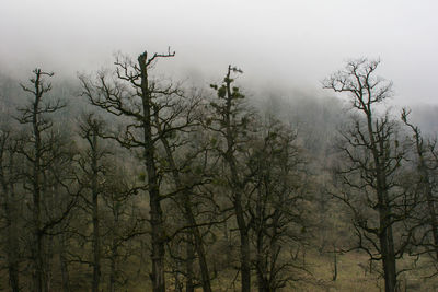 Trees in forest against sky during winter