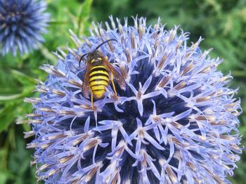 Close-up of bee on flower