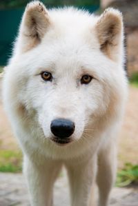 Close-up portrait of dog