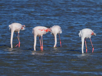 View of birds drinking water