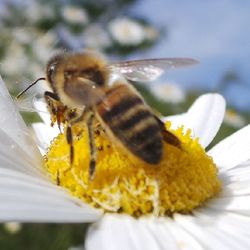 Close-up of bee pollinating on yellow flower