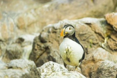 Close-up of bird perching on rock