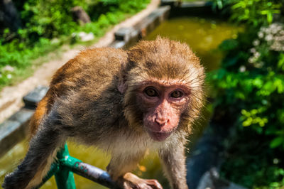 Playing with a curious monkey in kathmandu