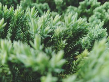 Close-up of pine tree