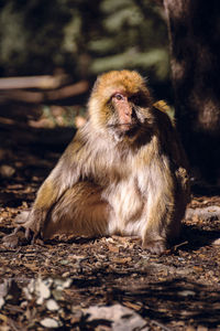 Close-up of monkey sitting at zoo