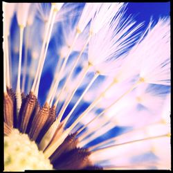 Close-up of flower