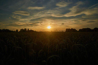 Scenic view of field against sky at sunset