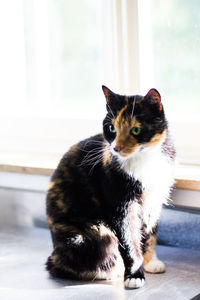 Cat looking away while sitting on window