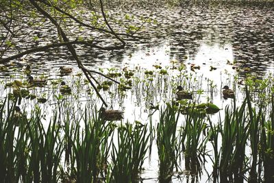Reflection of trees in water