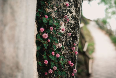 Close-up of tree trunk