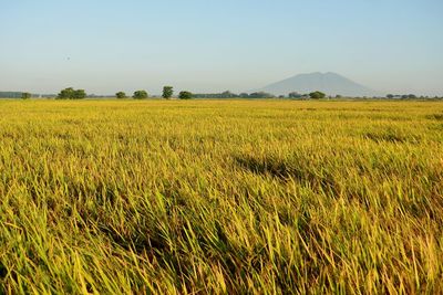 Scenic view of agricultural field against sky