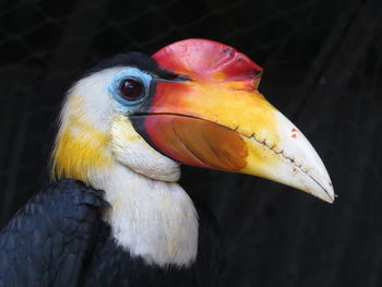 Low angle view of hornbill at zoo