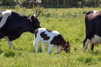 Black and white breton pie noire calf and cows grazing in a field