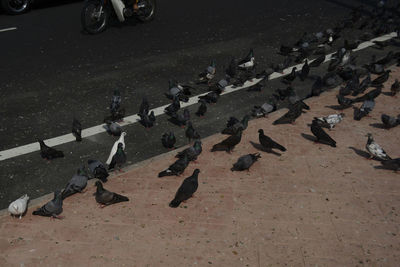 High angle view of birds