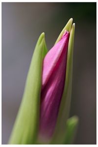 Close-up of pink flower