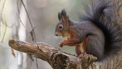 Close-up of squirrel