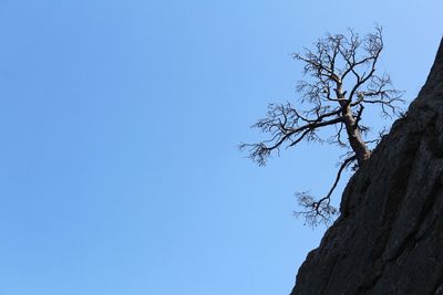 Low angle view of bare tree against clear blue sky