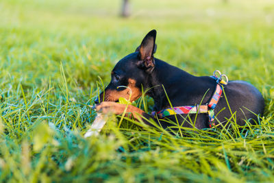 Dog relaxing on field