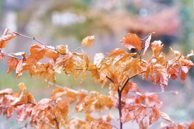 Close-up of dried autumn leaves