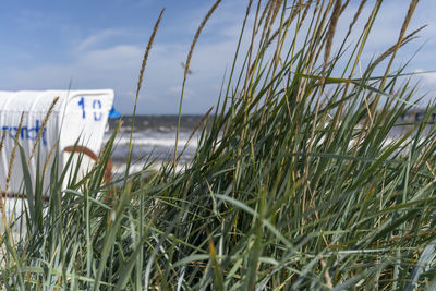Close-up of grass on beach against sky