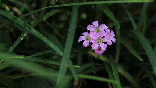 Close-up of purple flowering plant