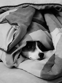 Close-up portrait of dog resting on bed