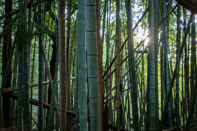 Bamboo trees in forest