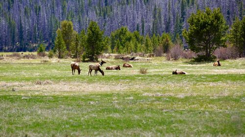 Horses grazing on field