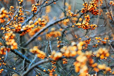 Full frame shot of tree during autumn