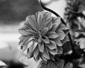 Close-up of flower blooming outdoors