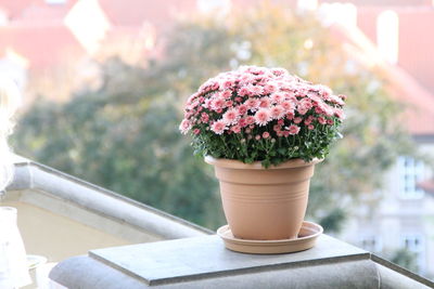 Close-up of potted plant on table, pot with small pink chrysanthemums